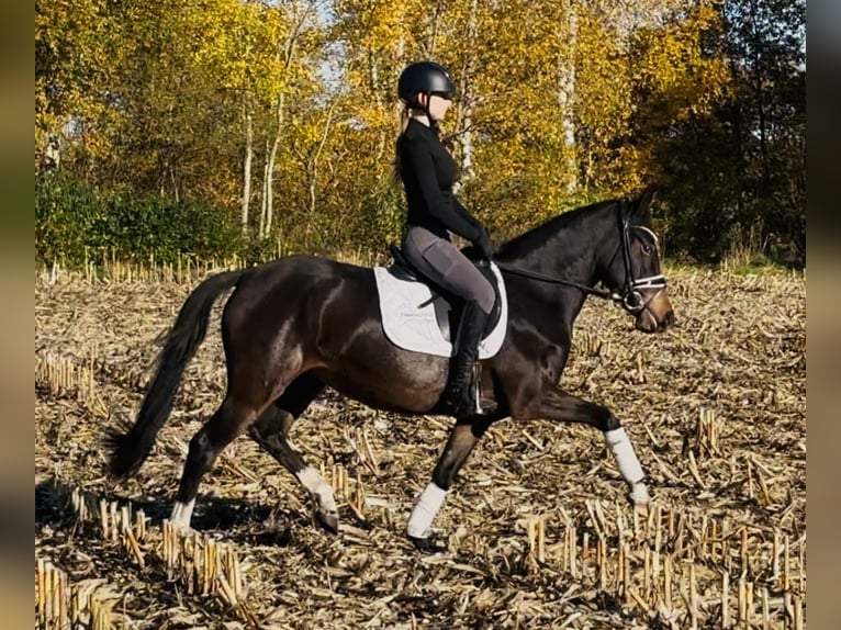 Deutsches Reitpony Stute 4 Jahre 144 cm Dunkelbrauner in HassendorfSottrum