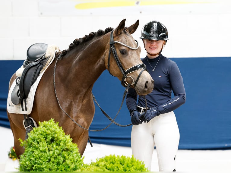Deutsches Reitpony Stute 4 Jahre 144 cm Falbe in Marsberg