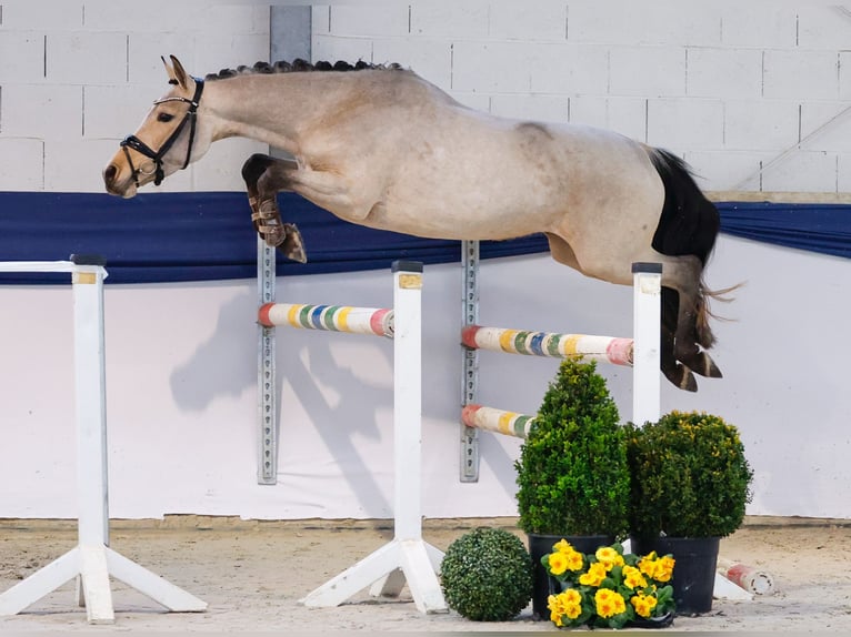 Deutsches Reitpony Stute 4 Jahre 144 cm Falbe in Marsberg