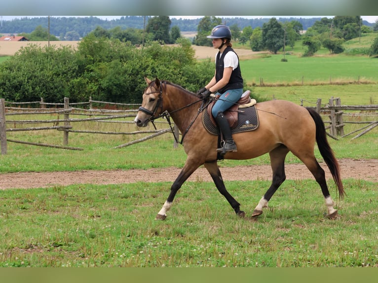 Deutsches Reitpony Mix Stute 4 Jahre 144 cm Falbe in Buchen Waldhausen
