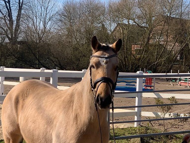 Deutsches Reitpony Stute 4 Jahre 144 cm Falbe in Verden (Aller)