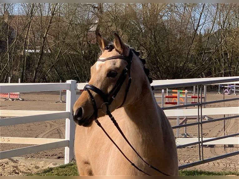 Deutsches Reitpony Stute 4 Jahre 144 cm Falbe in Verden (Aller)