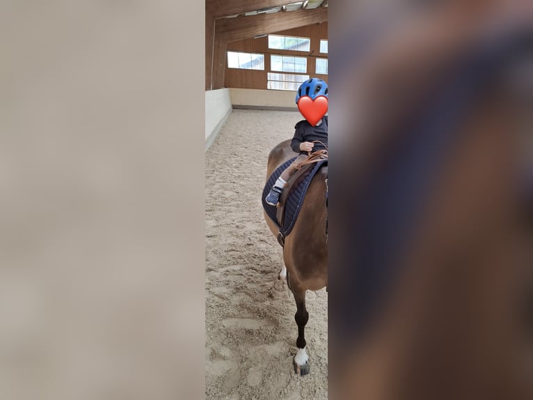 Deutsches Reitpony Stute 4 Jahre 144 cm Falbe in Sonnefeld