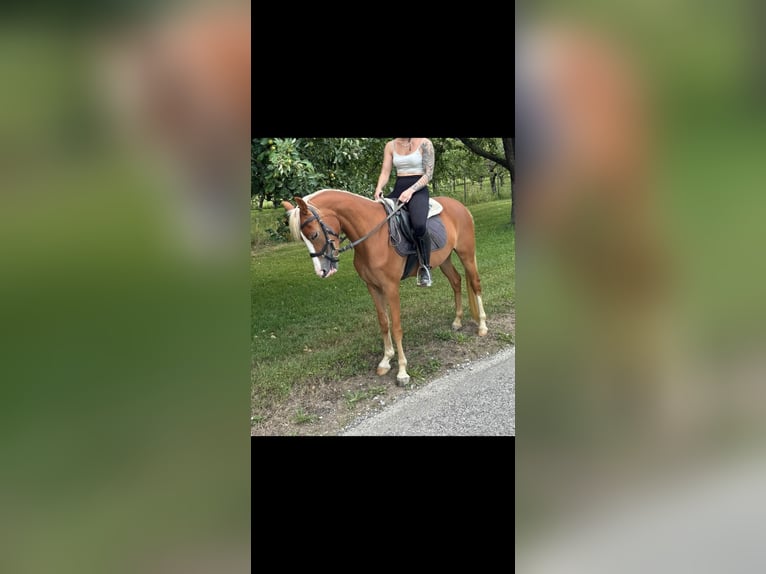 Deutsches Reitpony Stute 4 Jahre 144 cm Fuchs in Markt Wald