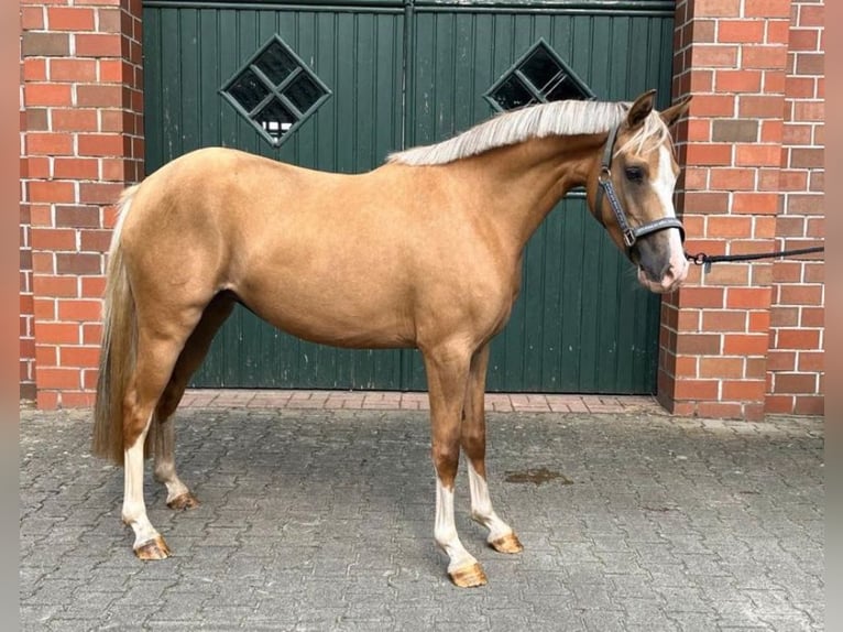 Deutsches Reitpony Stute 4 Jahre 144 cm Palomino in Uplengen Deutsches Reitpony Stute 4 Jahre 144 cm Palomino in Uplengen