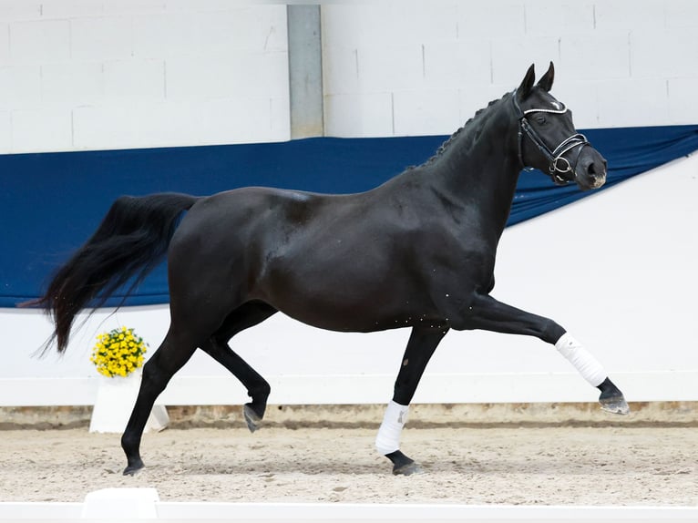 Deutsches Reitpony Stute 4 Jahre 144 cm Rappe in Marsberg