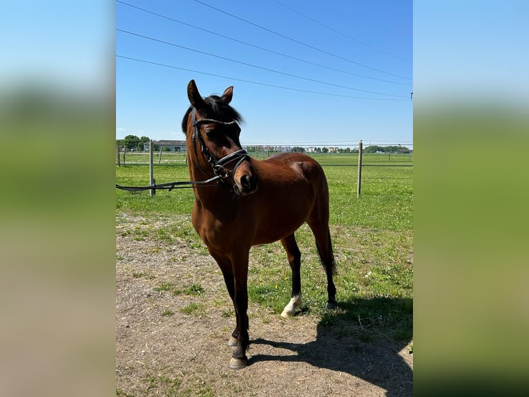 Deutsches Reitpony Stute 4 Jahre 145 cm Brauner in Marchtrenk