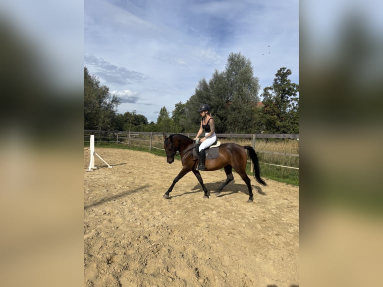 Deutsches Reitpony Stute 4 Jahre 145 cm Brauner in Markt Wald