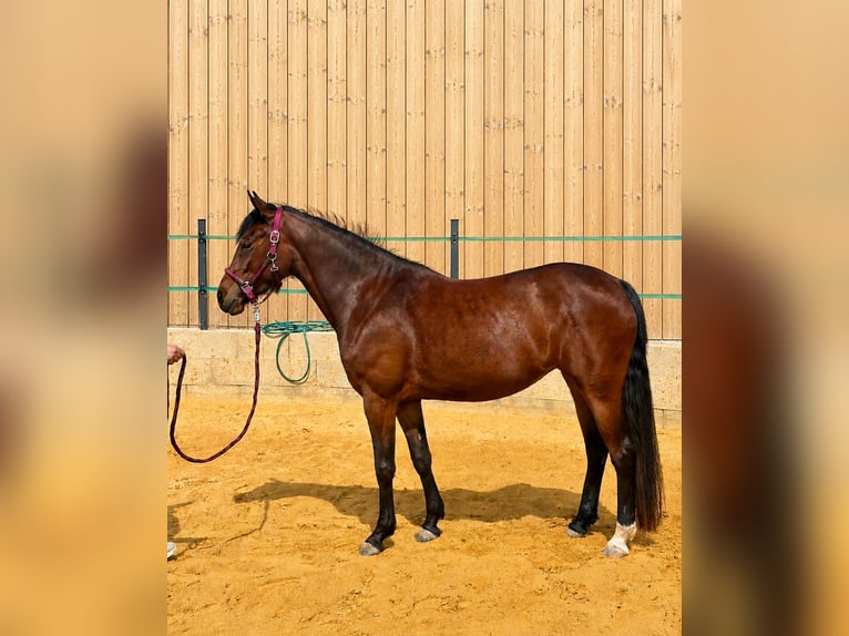 Deutsches Reitpony Stute 4 Jahre 145 cm Brauner in Rudolstadt
