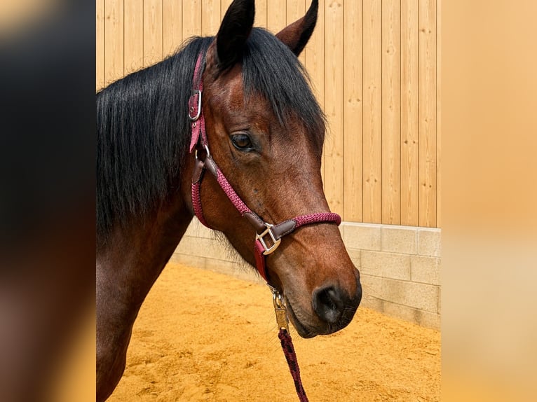 Deutsches Reitpony Stute 4 Jahre 145 cm Brauner in Rudolstadt