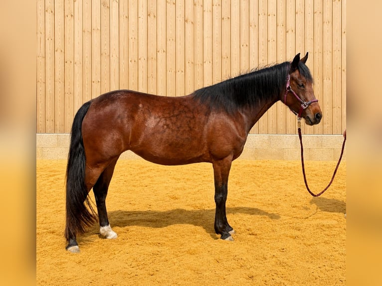 Deutsches Reitpony Stute 4 Jahre 145 cm Brauner in Rudolstadt