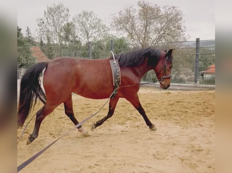 Deutsches Reitpony Stute 4 Jahre 145 cm Brauner in Rudolstadt