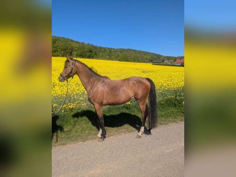 Deutsches Reitpony Mix Stute 4 Jahre 145 cm Brauner in Kirchworbis