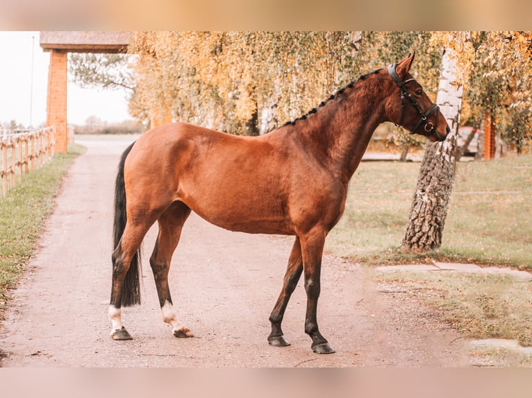 Deutsches Reitpony Stute 4 Jahre 145 cm Brauner in Dahme