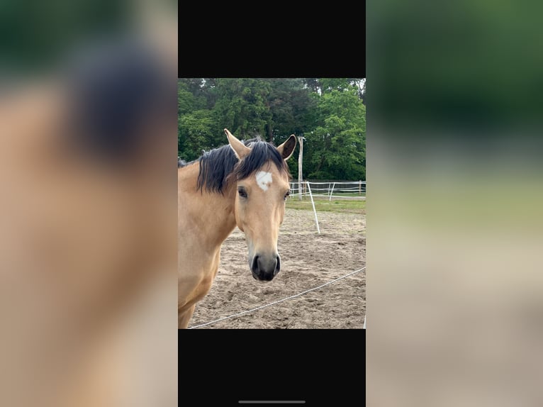 Deutsches Reitpony Stute 4 Jahre 145 cm Buckskin in Berlin