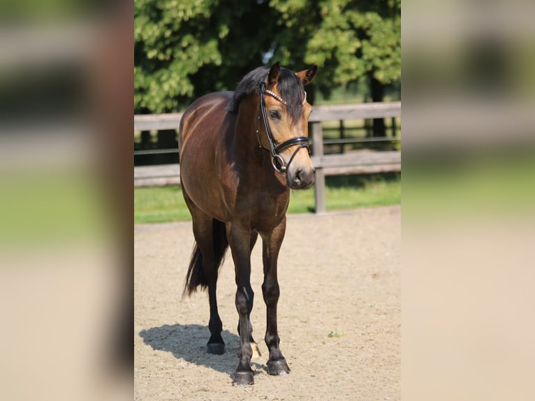 Deutsches Reitpony Stute 4 Jahre 145 cm Buckskin in Xanten