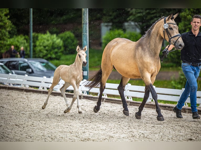 Deutsches Reitpony Stute 4 Jahre 145 cm Buckskin in Duderstadt
