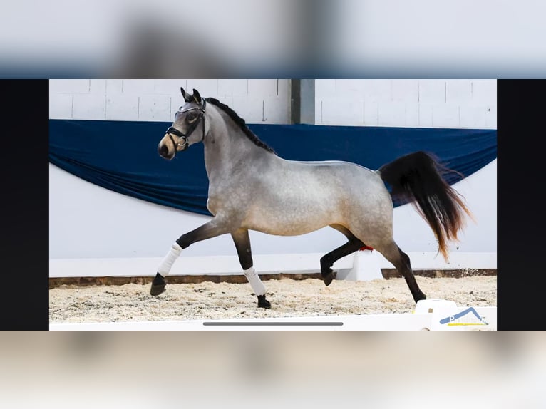 Deutsches Reitpony Stute 4 Jahre 145 cm Buckskin in Duderstadt