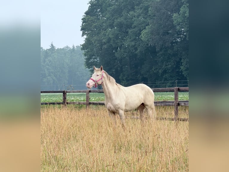 Deutsches Reitpony Stute 4 Jahre 145 cm Champagne in Kirchlinteln