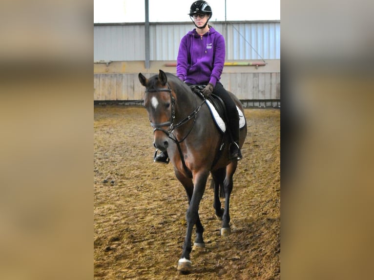 Deutsches Reitpony Stute 4 Jahre 145 cm Dunkelbrauner in Ascheberg