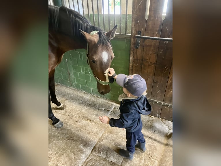 Deutsches Reitpony Stute 4 Jahre 145 cm Dunkelbrauner in Ascheberg