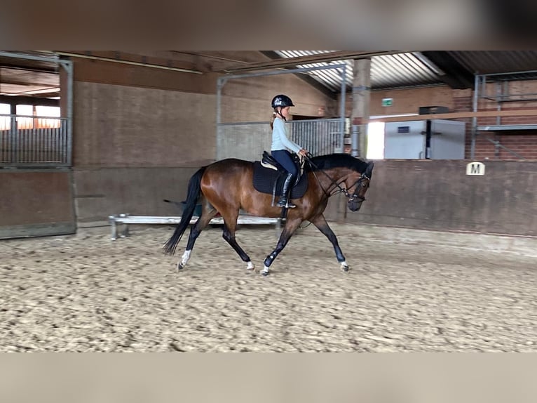 Deutsches Reitpony Stute 4 Jahre 145 cm Dunkelbrauner in Bramsche
