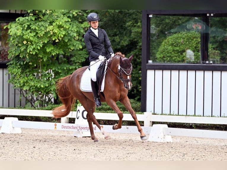 Deutsches Reitpony Stute 4 Jahre 145 cm Dunkelfuchs in Harsdorf