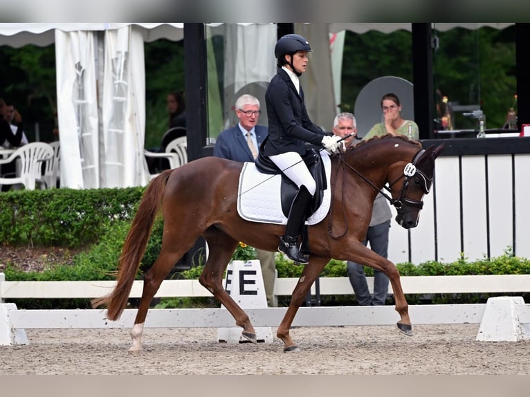 Deutsches Reitpony Stute 4 Jahre 145 cm Dunkelfuchs in Harsdorf