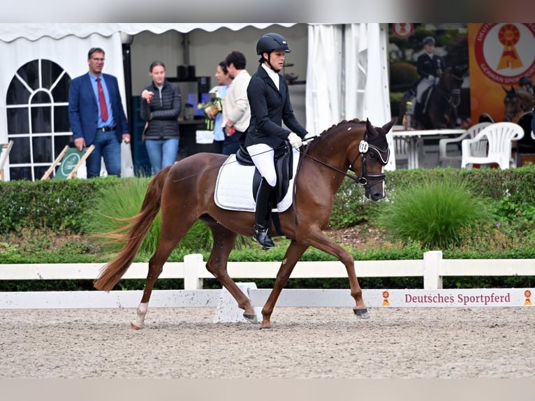 Deutsches Reitpony Stute 4 Jahre 145 cm Dunkelfuchs in Harsdorf