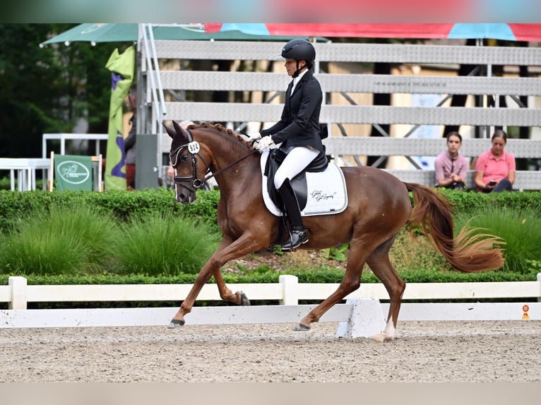 Deutsches Reitpony Stute 4 Jahre 145 cm Dunkelfuchs in Harsdorf