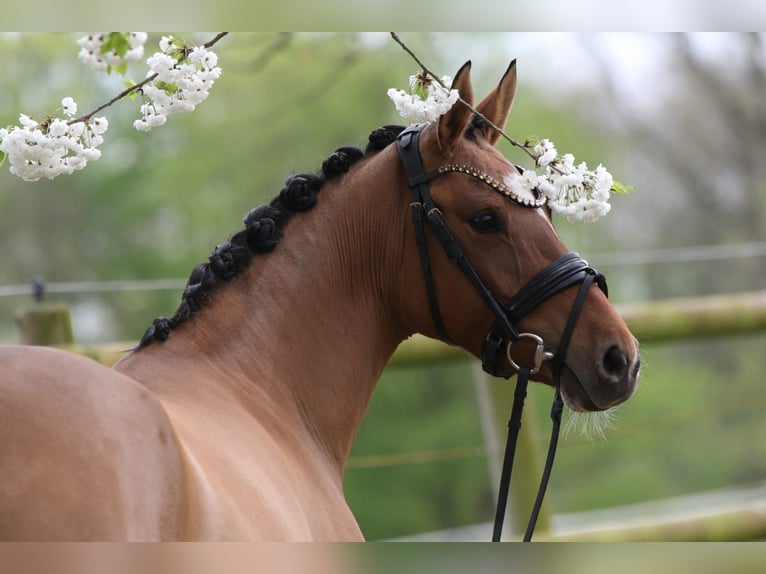 Deutsches Reitpony Stute 4 Jahre 145 cm Falbe in Rehburg-Loccum