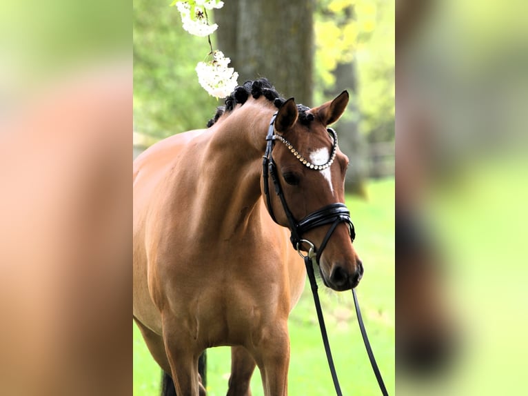 Deutsches Reitpony Stute 4 Jahre 145 cm Falbe in Rehburg-Loccum