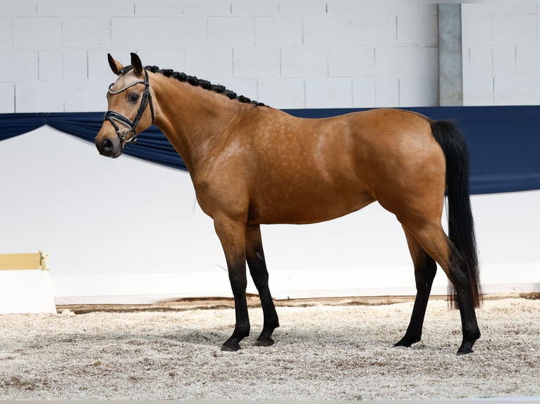 Deutsches Reitpony Stute 4 Jahre 145 cm Falbe in Marsberg