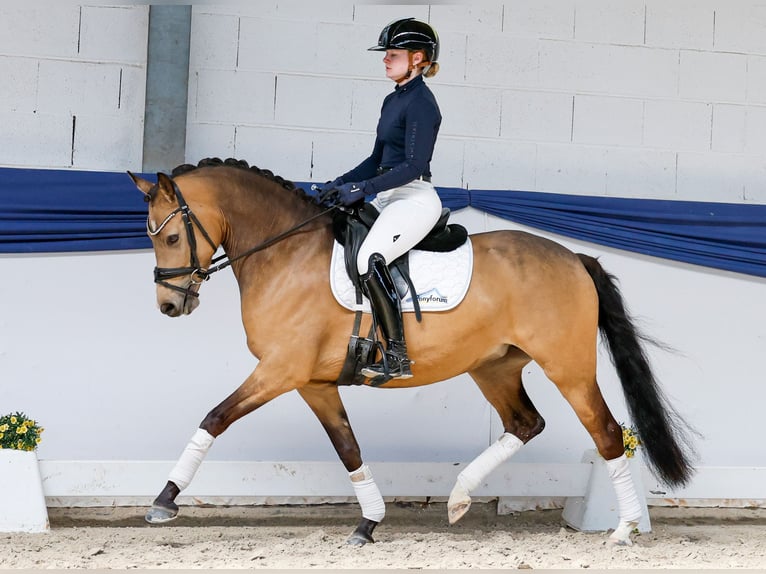 Deutsches Reitpony Stute 4 Jahre 145 cm Falbe in Marsberg