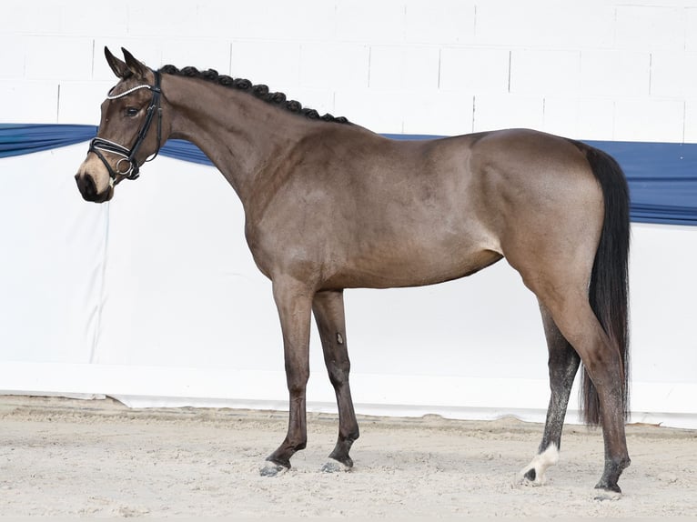 Deutsches Reitpony Stute 4 Jahre 145 cm Falbe in Marsberg
