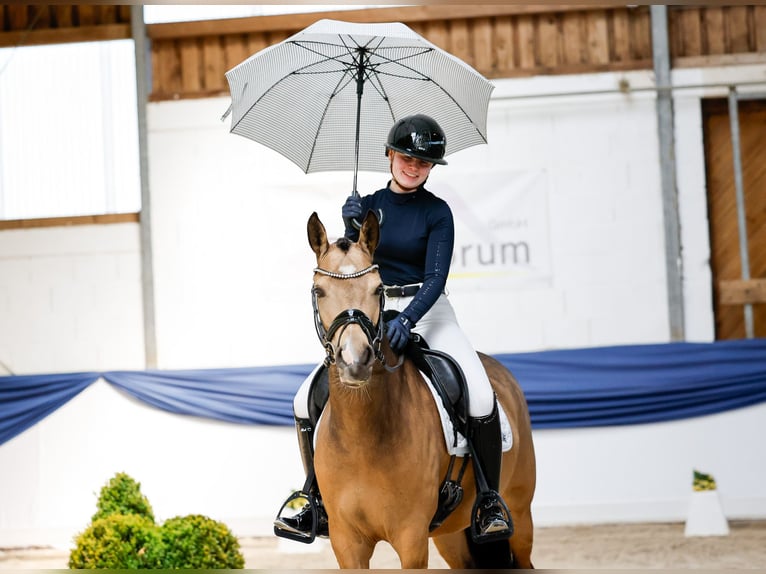 Deutsches Reitpony Stute 4 Jahre 145 cm Falbe in Marsberg