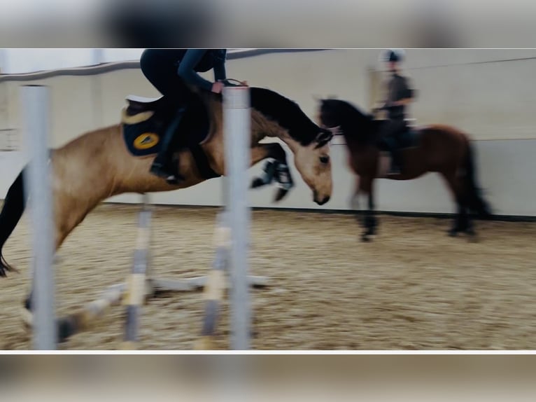 Deutsches Reitpony Stute 4 Jahre 145 cm Falbe in Hassendorf