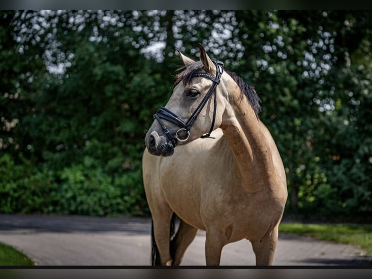 Deutsches Reitpony Stute 4 Jahre 145 cm Falbe in Hassendorf