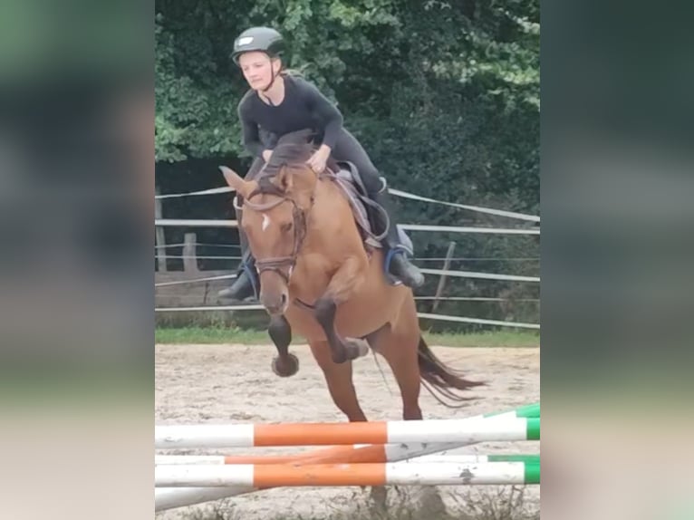 Deutsches Reitpony Stute 4 Jahre 145 cm Falbe in Ritterhude