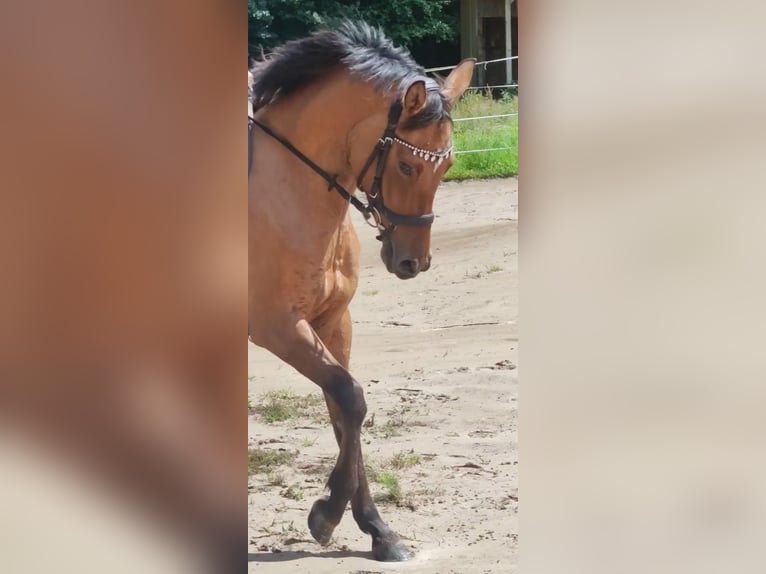 Deutsches Reitpony Stute 4 Jahre 145 cm Falbe in Ritterhude