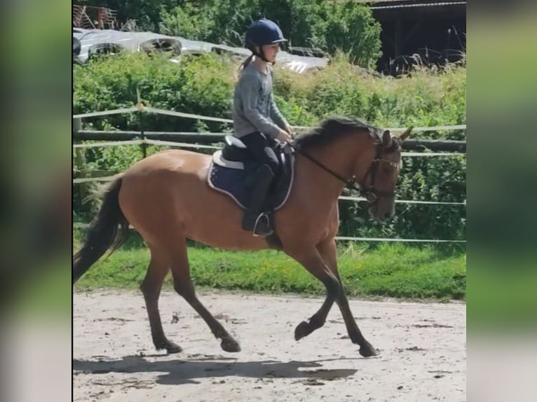 Deutsches Reitpony Stute 4 Jahre 145 cm Falbe in Ritterhude