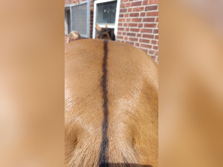 Deutsches Reitpony Stute 4 Jahre 145 cm Falbe in Ritterhude