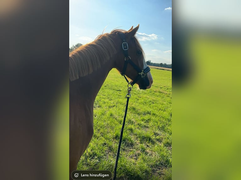 Deutsches Reitpony Stute 4 Jahre 145 cm Fuchs in Harsewinkel