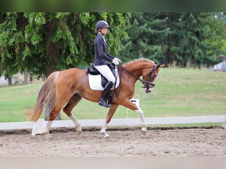 Deutsches Reitpony Stute 4 Jahre 145 cm Fuchs in Heek