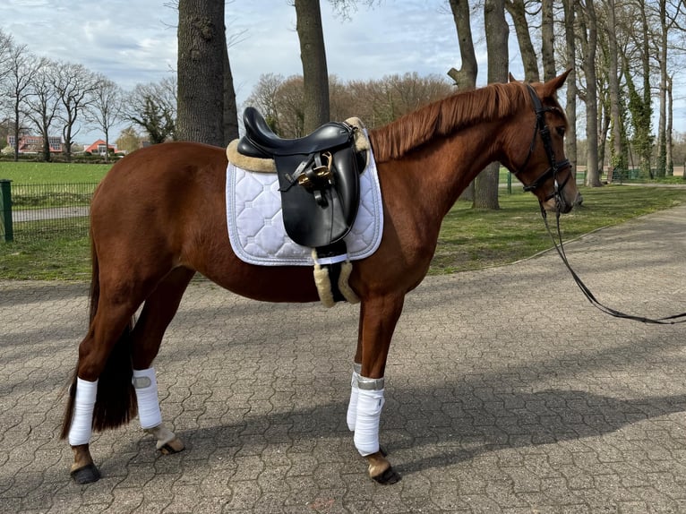 Deutsches Reitpony Stute 4 Jahre 145 cm Fuchs in Ankum