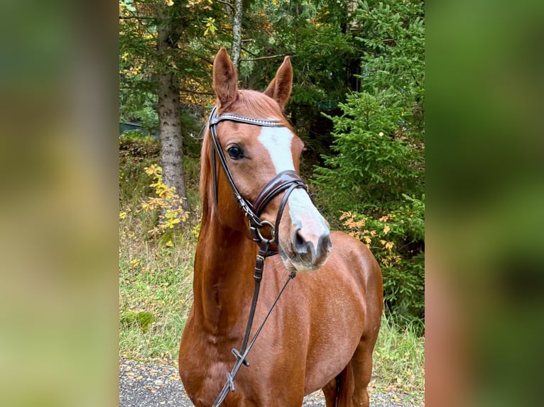 Deutsches Reitpony Stute 4 Jahre 145 cm Fuchs in Jengen