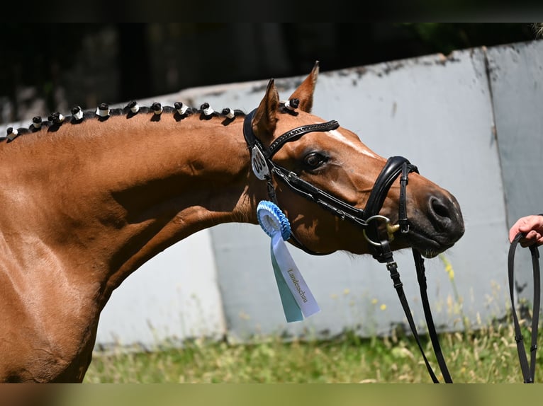 Deutsches Reitpony Stute 4 Jahre 145 cm Hellbrauner in Degersheim