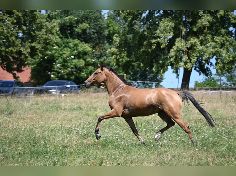Deutsches Reitpony Stute 4 Jahre 145 cm Hellbrauner in Degersheim
