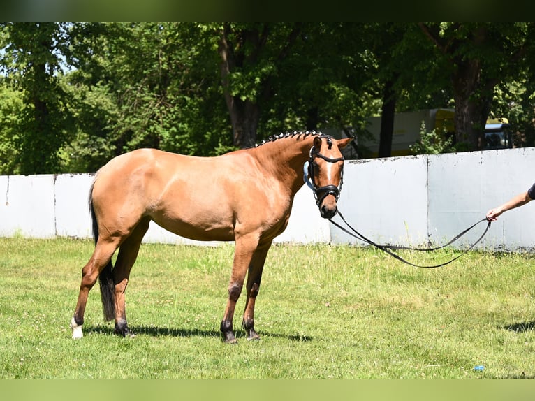 Deutsches Reitpony Stute 4 Jahre 145 cm Hellbrauner in Degersheim