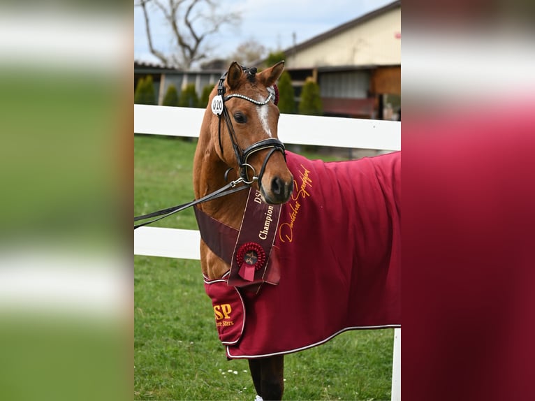 Deutsches Reitpony Stute 4 Jahre 145 cm Hellbrauner in Degersheim